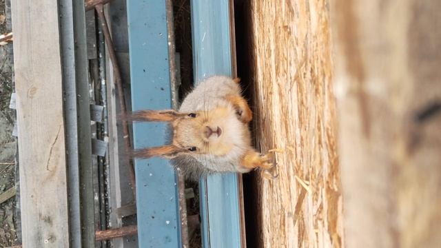 Лютая белка 🐿️