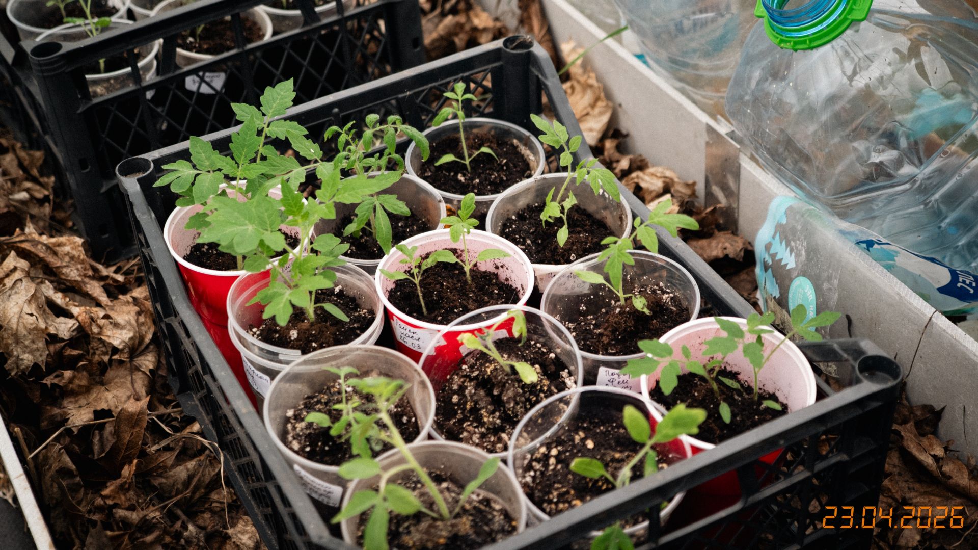 Привезли рассаду помидор в холода- Видеодневник 623.04.2026