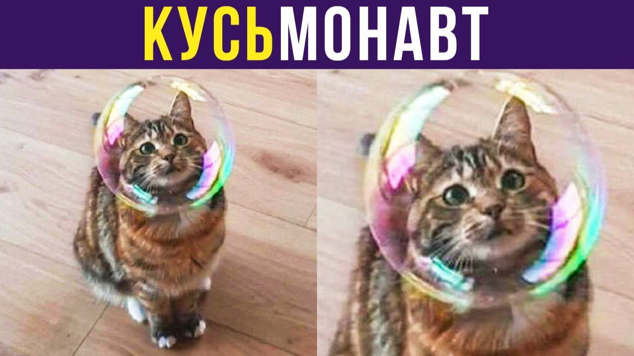 КУСЬмонавт) Приколы с котами