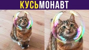 КУСЬмонавт) Приколы с котами