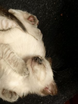 Следим за Полиной