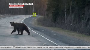 Медведи выходят к людям