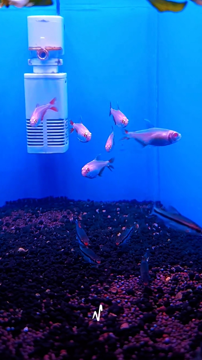 Тетрагоноптерус Альбино осталось немного!