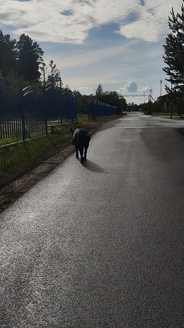 Кабан на работе