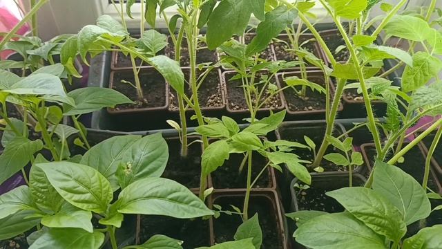 27 мая. Будни!