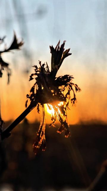 Река.Закат.Весна.