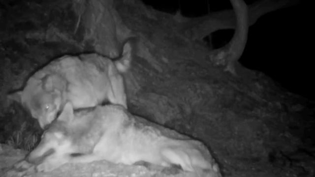 Видео фото ловушки 🐺🐺