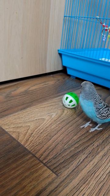 попугай играет с мячиком