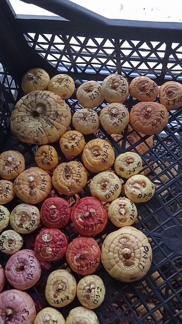 Гладиолус. Яровизация.