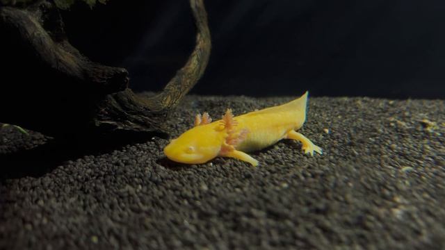 Аксолотль. Водяной дракончик, застрявший в детстве. Москвариум 2026