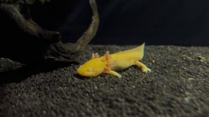 Аксолотль. Водяной дракончик, застрявший в детстве. Москвариум 2026