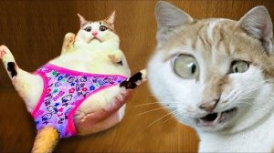 СМЕШНЫЕ КОТЫ | ЛУЧШИЕ ПРИКОЛЫ С КОТАМИ, СОБАКАМИ, КОШКИ, СОБАКИ, ЖИВОТНЫЕ, СМЕШНОЕ ВИДЕО