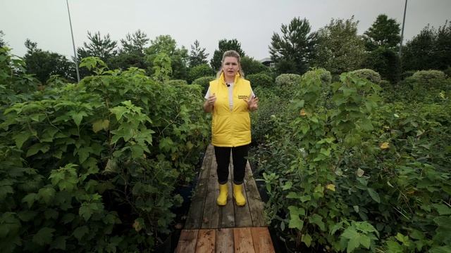 Плодовые кустарники