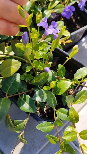 Барвинок зацветает