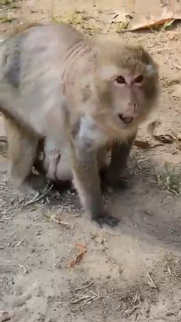 Детёнышу макаки немного не повезло 1000046936.mp4