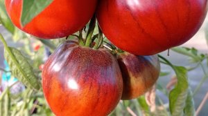 Первая моя теплица. Эксперимент - как долго будут расти !