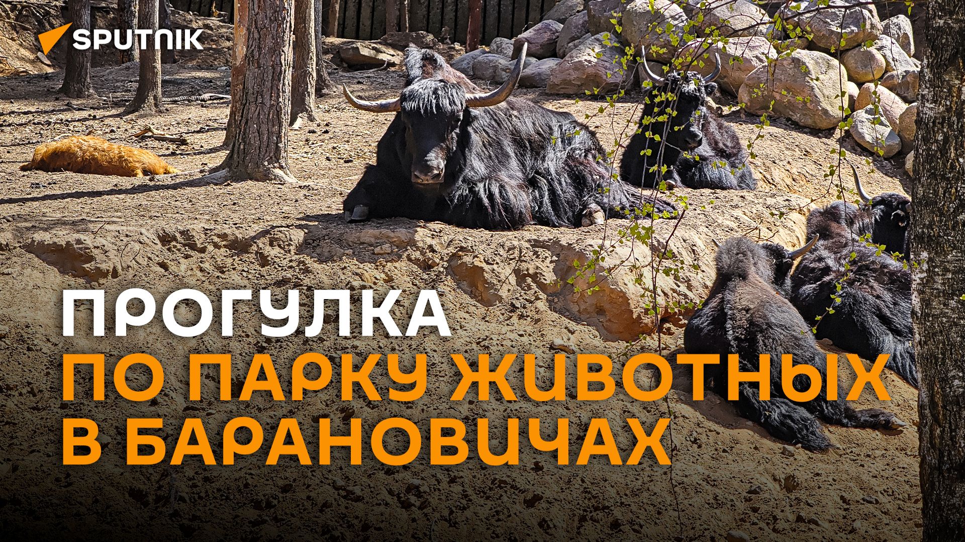 Обнять козу и погладить эму: прогулка по парку животных в Барановичах