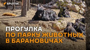 Обнять козу и погладить эму: прогулка по парку животных в Барановичах