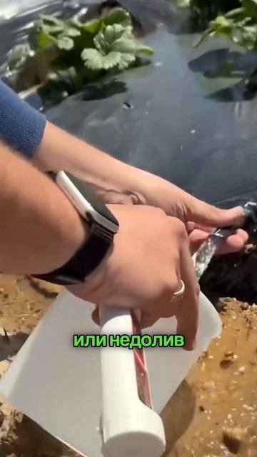 Неправильный полив клубники может серьёзно снизить урожай и качество ягод.