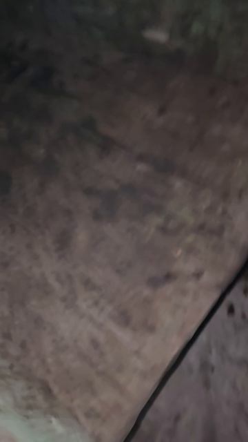 Обучение лошади,выломала ось