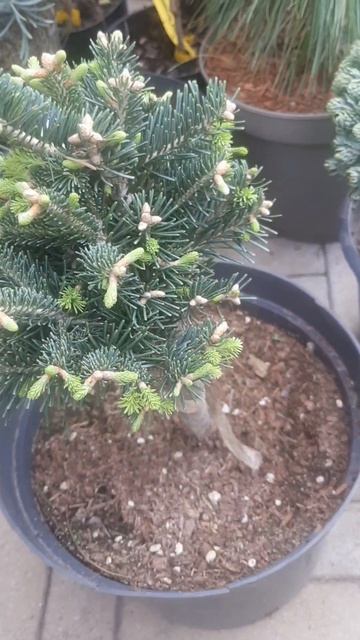 ❤🌲Пихта Грин Глоб
✔Продажа растений в макс и телеграм канале: Https://t.me/love_is_hvoiny_dvorik
🚛🪴О