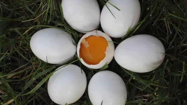 Как яйца влияют на печень даже если есть их по два в день?