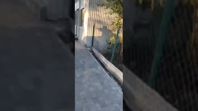 Пьянь в поисках добычи