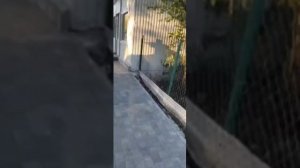 Пьянь в поисках добычи