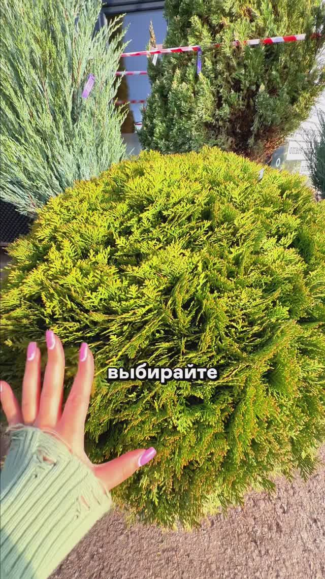 Посадили и забыли  ЭТА ТУЯ сама ДЕРЖИТ ФОРМУ 