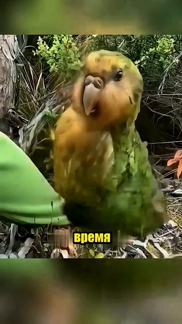 📹 Птицы, в существование которых сложно поверить 😱🐦 #животные #природа #птицы #факты #wildlife #