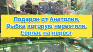 Подарок от Анатолия. Рыбка которую нерестили. Серпас на нерест