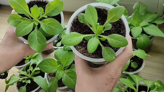 Петунии через два месяца после посева. Обзор сортов