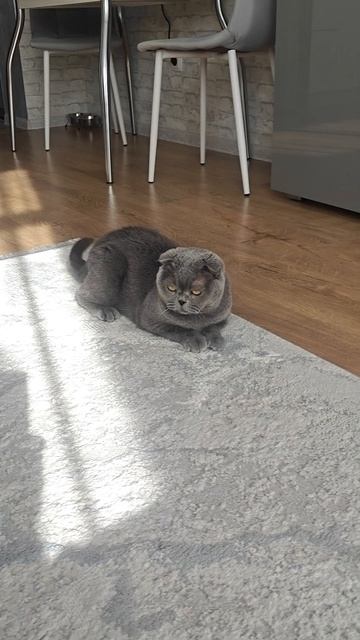 Шотландская вислоухая кошка Риана 30.04.2026.