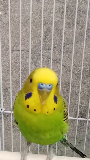 Задавайте вопросы пока не занят
Я отвечу на любые