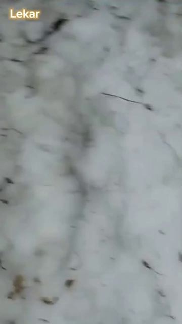 Lekar коты клипы рек fly fup клуб club квест