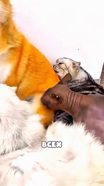 Кошка скучает и дерет мебель