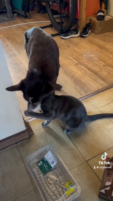 Кот прогнал собаку… #котисобака #собакаикот #ктокого #dogcat #catdog