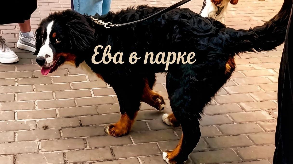 Собачка Ева породы бернский зенненхунд гуляет в парке. Знакомится с другими песелями.