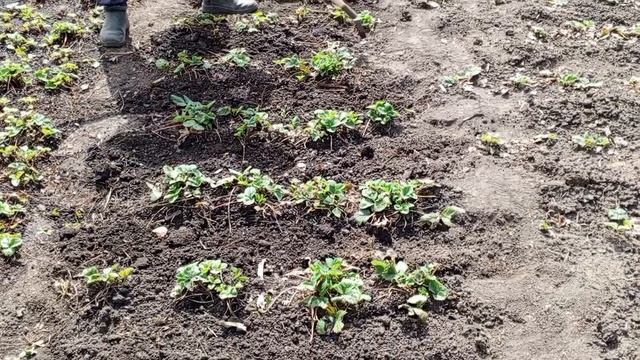 опять работаем с Викторией