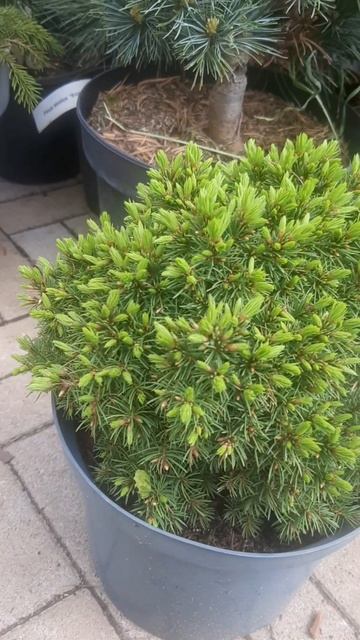 ❤🌲Ель Канадская Ялако Голд
✔Продажа растерий в макс и телеграм канале: Https://t.me/love_is_hvoiny_d