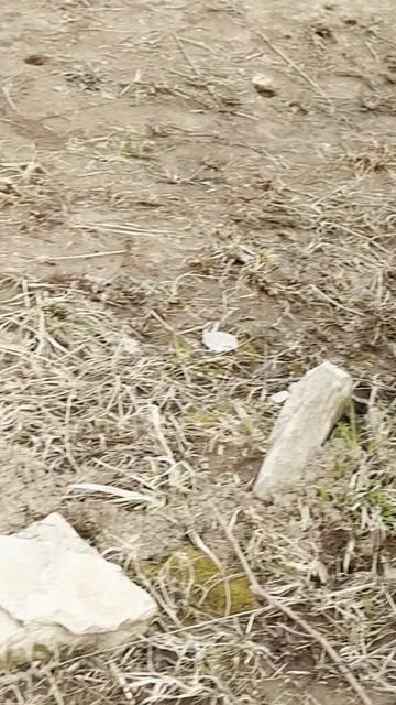 На ферме с ветерком! #животные #ферма #енотовиднаясобака #лиса #енотка #стройка #питомец #хвост