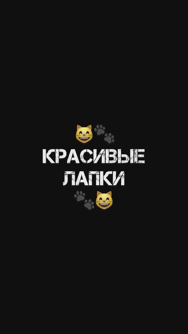 КошКомиксы. Серия 35 «Красивые лапки»