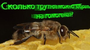 Сколько трутней оставить в семье? Не кормить дармоедов, но и не остаться без маток | Кашковский 🐝👑