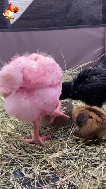 3 цыплёнка, 3 возраста, один бешеный аппетит 🐥 (11)