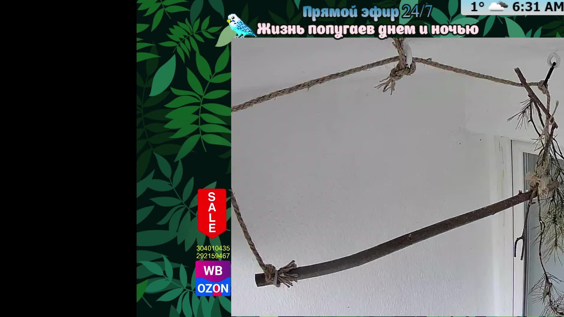 Волнистые попугаи 🦜🦜🦜 | авиарий на балконе📍
