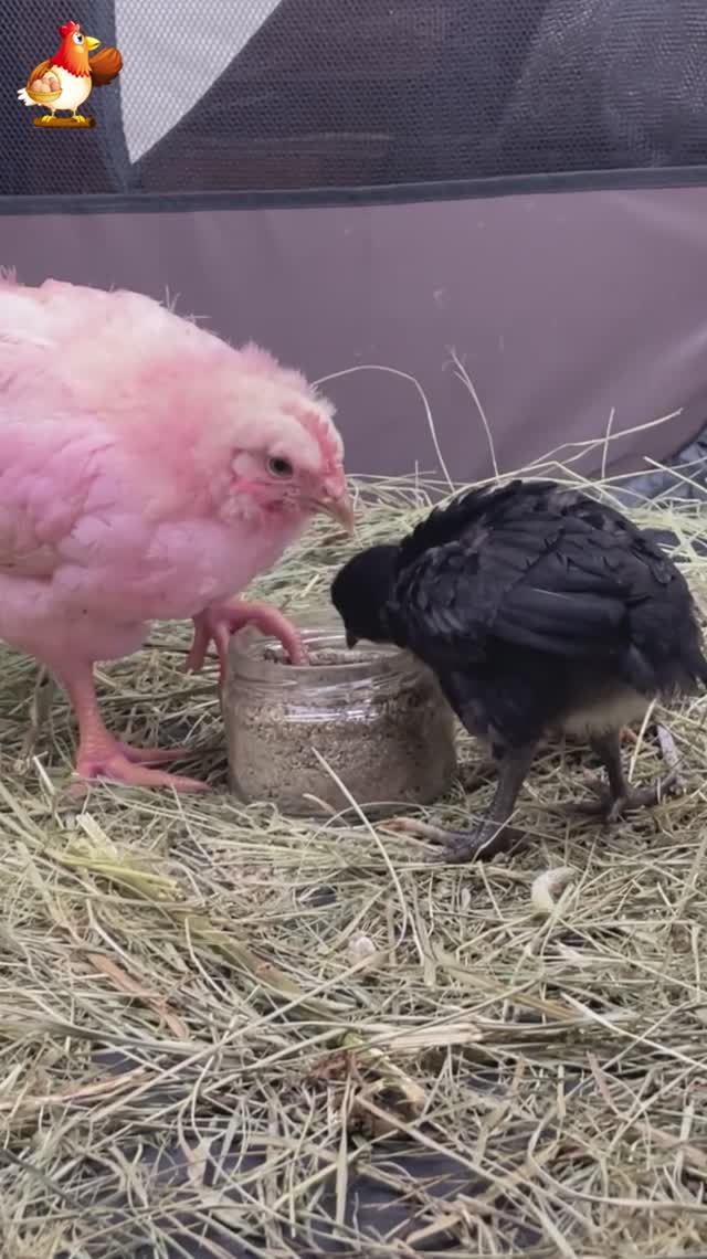 3 цыплёнка, 3 возраста, один бешеный аппетит 🐥 (13)