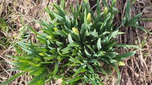 MOV_20260430_082306_720.mp4  Весна