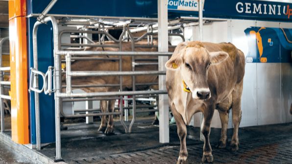 Доильный робот  Gemini-up