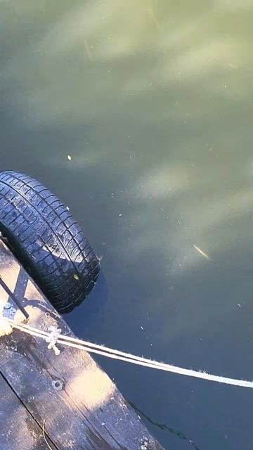 Астрахань судачек растёт, показывает свою красоту