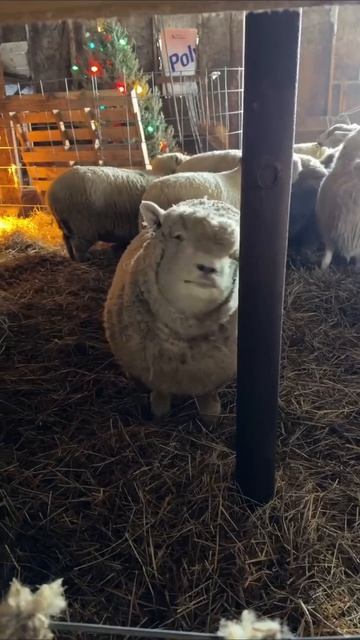 аскеза_#мемы #приколы #жиза #смешно